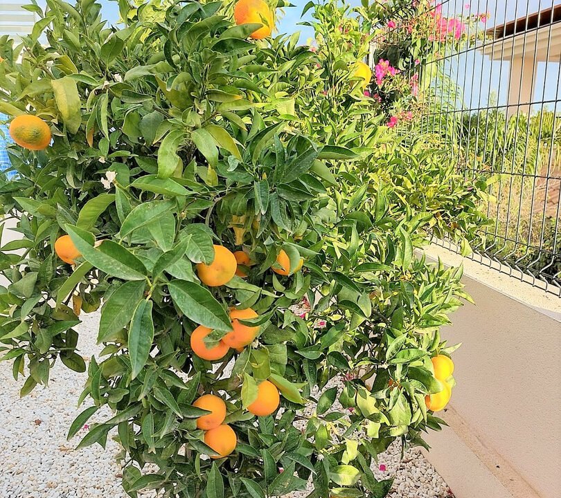 8ERyq5I5mvWn_1674740560-fullHD